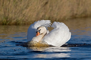 Mute Swan (Cygnus olor) adult male, swimming in threat posture, Suffolk, England, november
