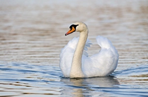 Cobs Prints: Mute Swan (Cygnus olor) adult male, swimming, Norfolk, England, spring