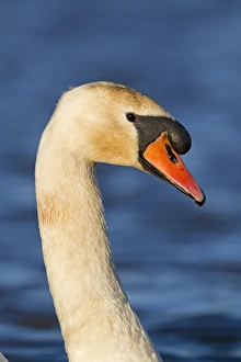 Mute Swan (Cygnus olor) adult male, close-up of head and neck, swimming on pond, Suffolk, England, December