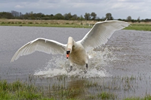 Pond Prints: Mute Swan (Cygnus olor) adult male, landing on pond, Suffolk, England, May