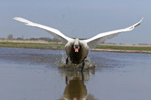 Mute Swan (Cygnus olor) adult male, running across water to take off, Suffolk, England, May