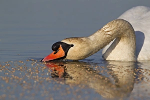 Mute Swan (Cygnus olor) adult male, surface feeding on wheat seeds in pond, Suffolk, England, April