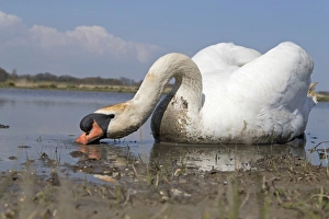Mute Swan (Cygnus olor) adult male, filter feeding in shallow water at edge of pond, Suffolk, England, May