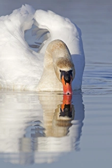 Drinking Prints: Mute Swan (Cygnus olor) adult male, drinking, swimming on pond, Suffolk, England, December