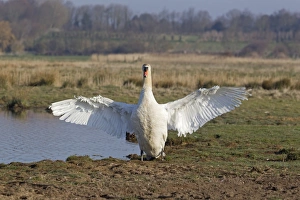 Mute Swan (Cygnus olor) adult male, flapping wings, standing beside pond, Suffolk, England, April