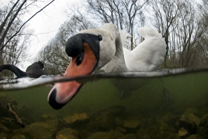 Mute Swan (Cygnus olor) adult male, feeding in shallow water over riverbed in river habitat, Nottinghamshire, England