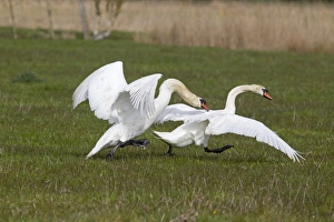 Aggression Prints: Mute Swan (Cygnus olor) two adult males