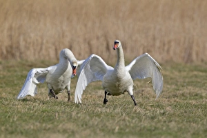 Aggression Prints: Mute Swan (Cygnus olor) two adult males