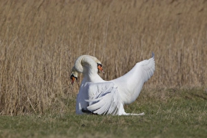 Mute Swan (Cygnus olor) two adult males, fighting, territorial dispute on grazing marsh, Suffolk, England, february