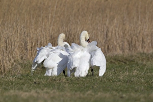 Mute Swan (Cygnus olor) two adult males, parallel walking before comitting to fight