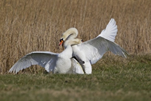 Mute Swan (Cygnus olor) two adult males, fighting, territorial dispute on grazing marsh, Suffolk, England, february