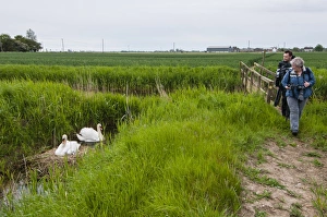 Woman Prints: Mute Swan (Cygnus olor) adult pair