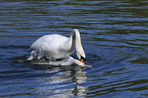 Mute Swan (Cygnus olor) adult pair, mating sequence, mating on water, female with head submerged, Oxfordshire, England, april