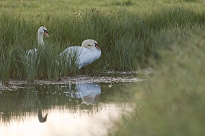 Mute Swan (Cygnus olor) adult pair, nesting at edge of dyke in coastal grazing marsh at sunrise, Elmley Marshes N. N. R. North Kent Marshes, Isle of Sheppey, Kent, England, may