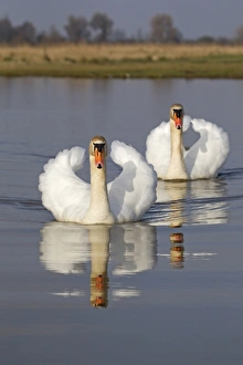 Mute Swan (Cygnus olor) adult pair, with wings raised in aggressive posture, swimming in pond with reflection, Suffolk