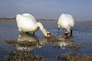 Mute Swan (Cygnus olor) adult pair, filter feeding in shallow water at edge of pond, Suffolk, England, April