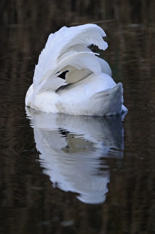 Feathers Prints: Mute Swan (Cygnus olor) adult, preening on water, Oxfordshire, England, november