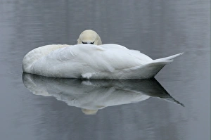 Sleeping Prints: Mute Swan (Cygnus olor) adult, sleeping on water, Oxfordshire, England, november