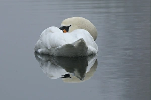Mute Swan (Cygnus olor) adult, sleeping on water, Oxfordshire, England, november