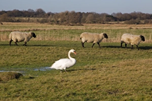 Mule Prints: Mute Swan (Cygnus olor) adult, with Suffolk mule sheep