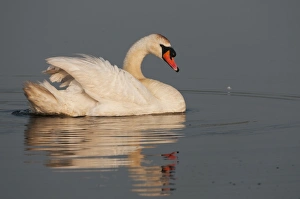 Swan Prints: Mute Swan (Cygnus olor) adult, swimming