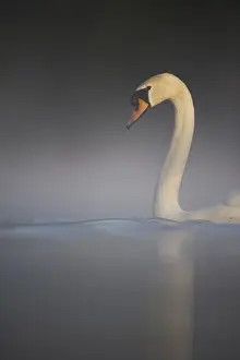 Mute Swan (Cygnus olor) adult, swimming on misty lake in dawn sunlight, Derbyshire, England, april