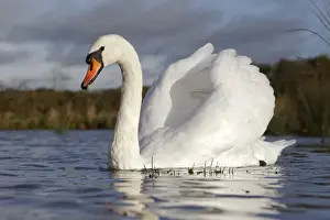 Mute Swan (Cygnus olor) adult, swimming with wings raised in aggressive posture, Warwickshire, England, November