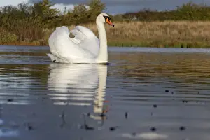 Mute Swan (Cygnus olor) adult, swimming with wings raised in aggressive posture, Warwickshire, England, November