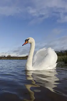 Mute Swan (Cygnus olor) adult, swimming with wings raised in aggressive posture, Warwickshire, England, November