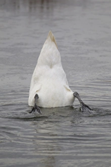 Under Water Prints: Mute Swan (Cygnus olor) adult, up-ending on water