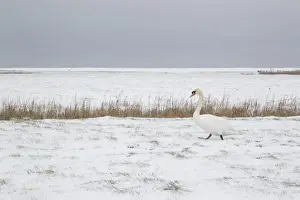 Mute Swan (Cygnus olor) adult, walking on snow covered grazing marsh habitat, Suffolk, England, february
