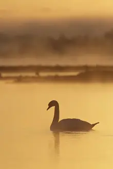 Marshlands Prints: Mute Swan (Cygnus olor) adult, on water with early morning mist