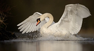 Aggression Prints: Mute Swan (Cygnus olor) adult, with wings spread on lake