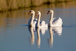 Water Fowl Prints: Mute Swan (Cygnus olor) three adults, swimming with reflection, Suffolk, England, november