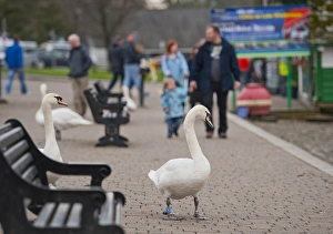Windermere Prints: Mute Swan (Cygnus olor) adults