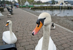 Windermere Prints: Mute Swan (Cygnus olor) adults