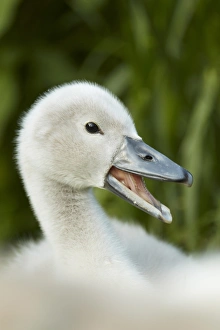 Mute Swan (Cygnus olor) cygnet, calling, close-up of head, Shropshire, England, june