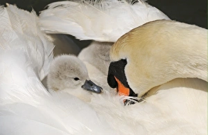 Cygnets Prints: Mute Swan (Cygnus olor) cygnet, on back of adult female, Abbotsbury, Dorset, England