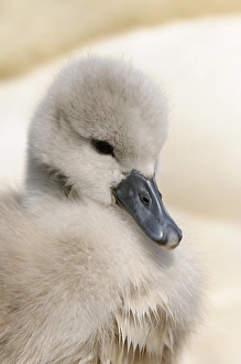Saline Prints: Mute Swan (Cygnus olor) cygnet, close-up of head, at nest, Abbotsbury, Dorset, England