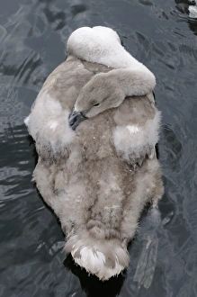 Mute Swan (Cygnus olor) cygnet, resting on water, Oxfordshire, England, july