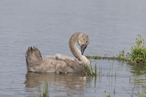 Cygnets Prints: Mute Swan (Cygnus olor) cygnet, preening on water, Suffolk, England, July