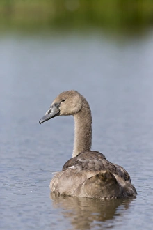 Cygnets Prints: Mute Swan (Cygnus olor) cygnet, swimming, Suffolk, England, August