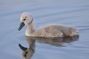 Mute Swan (Cygnus olor) cygnet, swimming, West Yorkshire, England, July