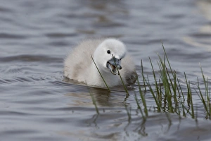 Chicks Prints: Mute Swan (Cygnus olor) cygnet