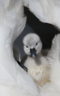 Funny Prints: Mute Swan (Cygnus olor) cygnets, resting on back of adult female, Dorset, England