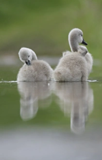 Flood Prints: Mute Swan (Cygnus olor) two cygnets