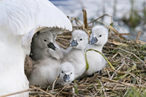 Special Prints: Mute Swan (Cygnus olor) cygnets
