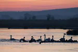 Flood Prints: Mute Swan (Cygnus olor) flock, with ducks on open water of frozen flood