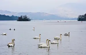 Windermere Prints: Mute Swan (Cygnus olor) flock, swimming on lake habitat