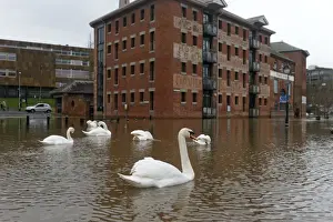 Flood Prints: Mute Swan (Cygnus olor) flock, swimming in streets flooded by river